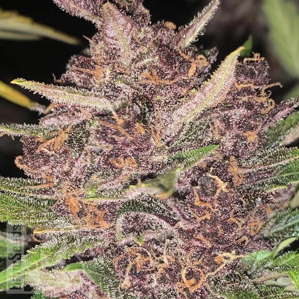 Семена марихуаны  Auto Lemon feminised Ganja Seeds