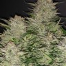 Семена марихуаны  Auto Lemon feminised Ganja Seeds