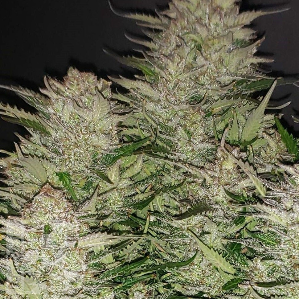 Семена марихуаны  Auto Lemon feminised Ganja Seeds