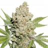 Семена марихуаны  Auto Lemon feminised Ganja Seeds