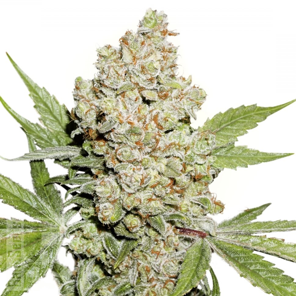 Семена марихуаны  Auto Lemon feminised Ganja Seeds
