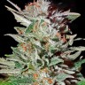 Семена марихуаны  Auto Lemon feminised Ganja Seeds