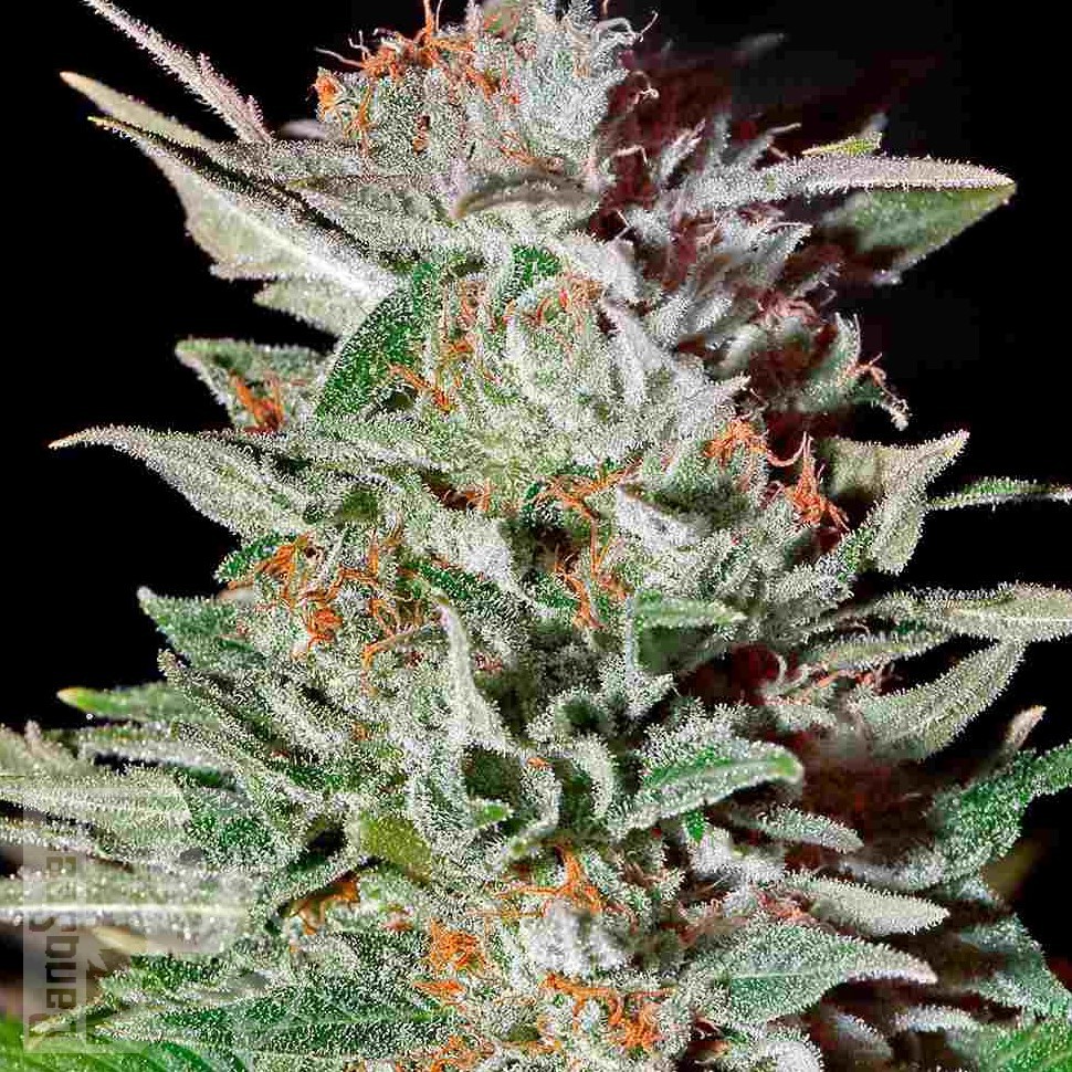 Семена марихуаны  Auto Lemon feminised Ganja Seeds