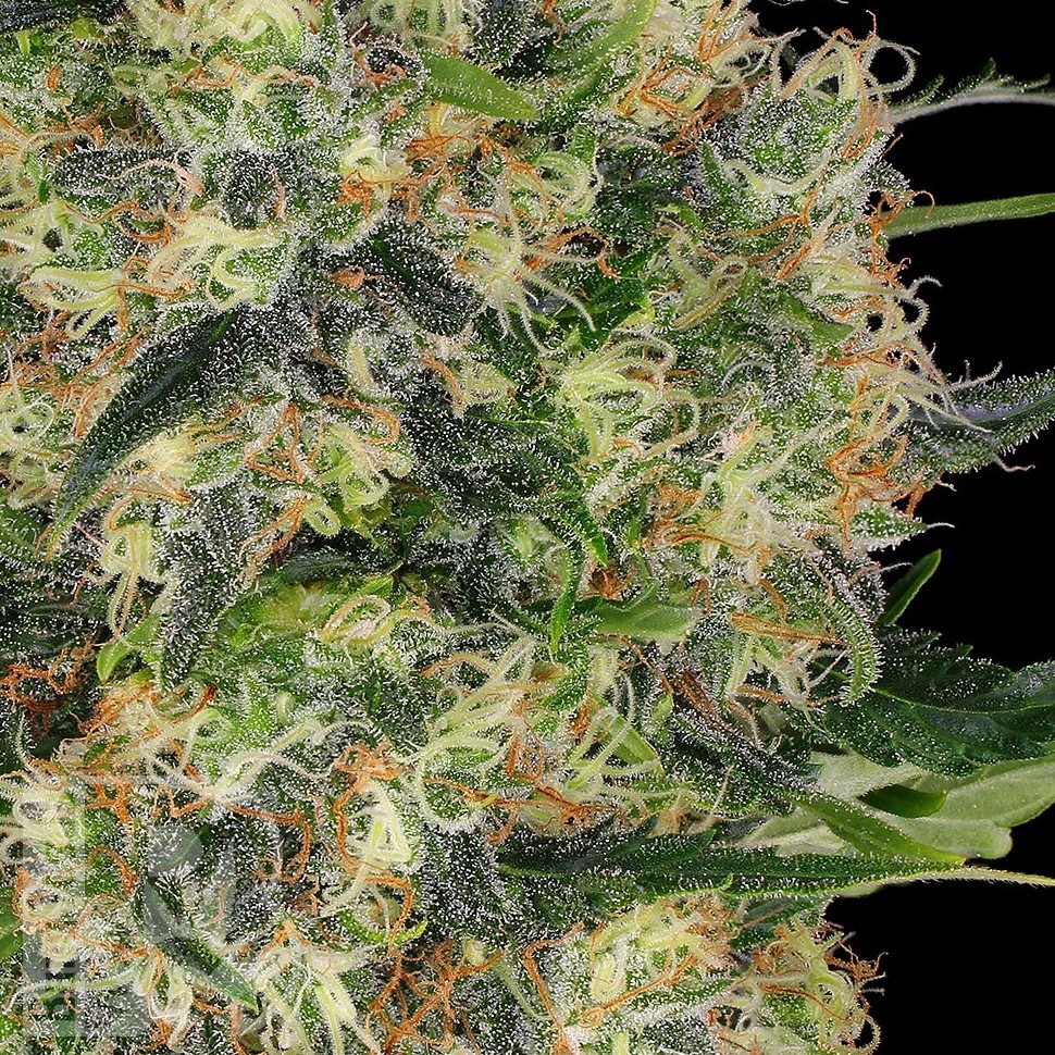 Семена  Euforia regular Ganja Seeds