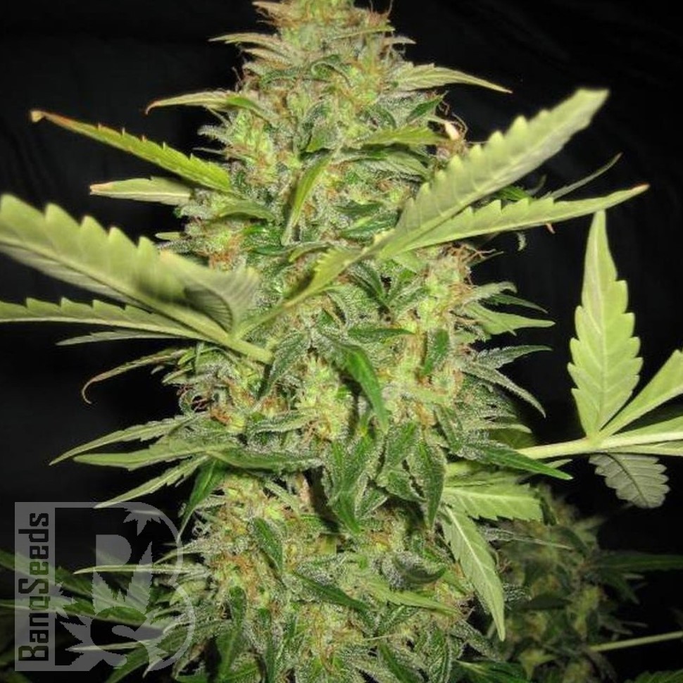 Семена  Euforia regular Ganja Seeds