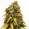 Семена ганжа  AK-47 х Lowryder (Aklow) regular Ganja Seeds