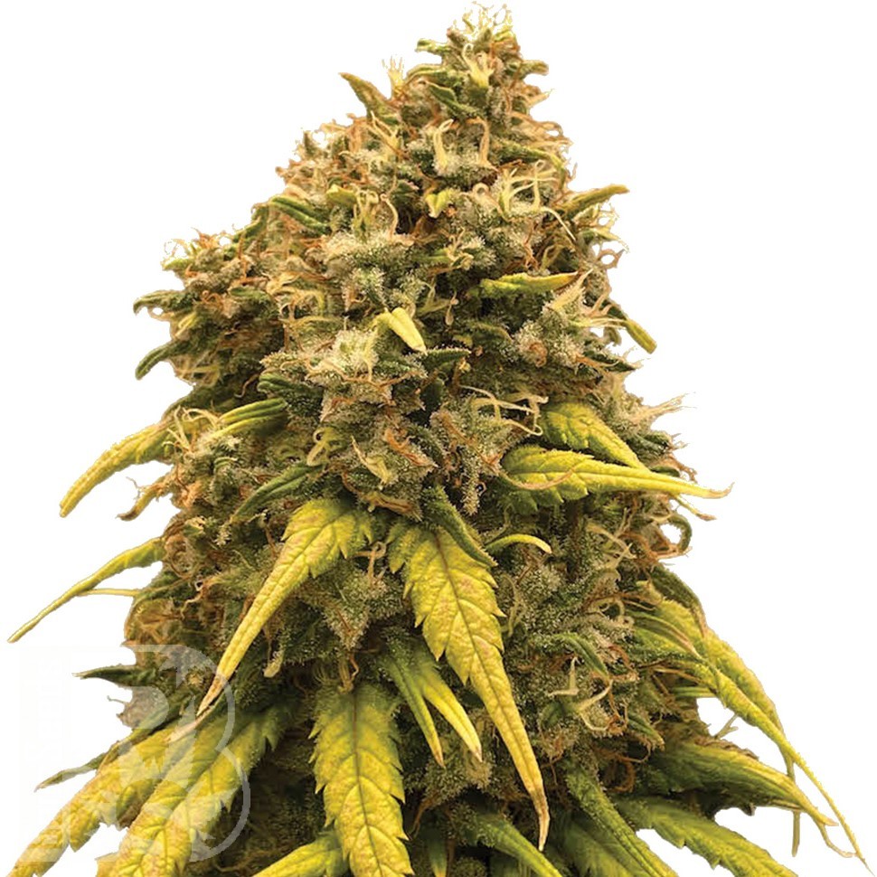 Семена ганжа  AK-47 х Lowryder (Aklow) regular Ganja Seeds