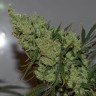 Семена ганжа  AK-47 х Lowryder (Aklow) regular Ganja Seeds