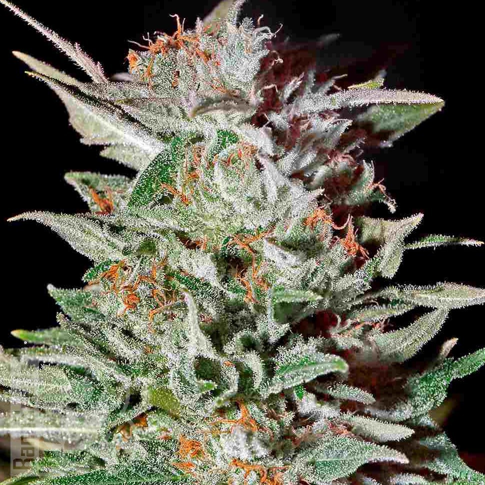 Семена ганжа  AK-47 х Lowryder (Aklow) regular Ganja Seeds