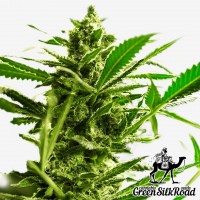 Great White Shark feminised Green Silk Road Seeds
