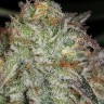 Семена конопли  Afghan Kush feminised Ganja Seeds