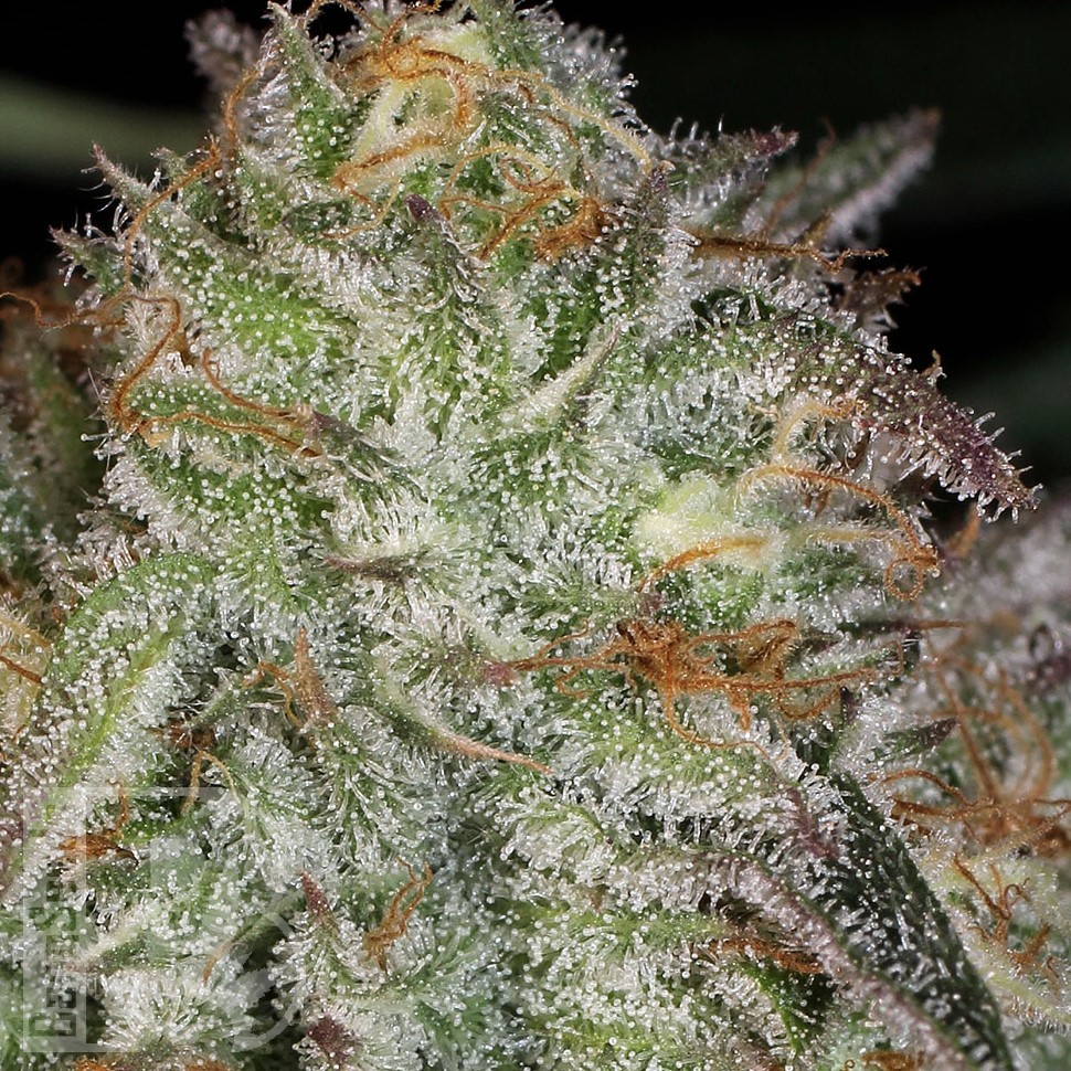 Семена конопли  Afghan Kush feminised Ganja Seeds