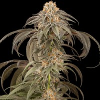 Afghan Kush feminised Ganja Seeds