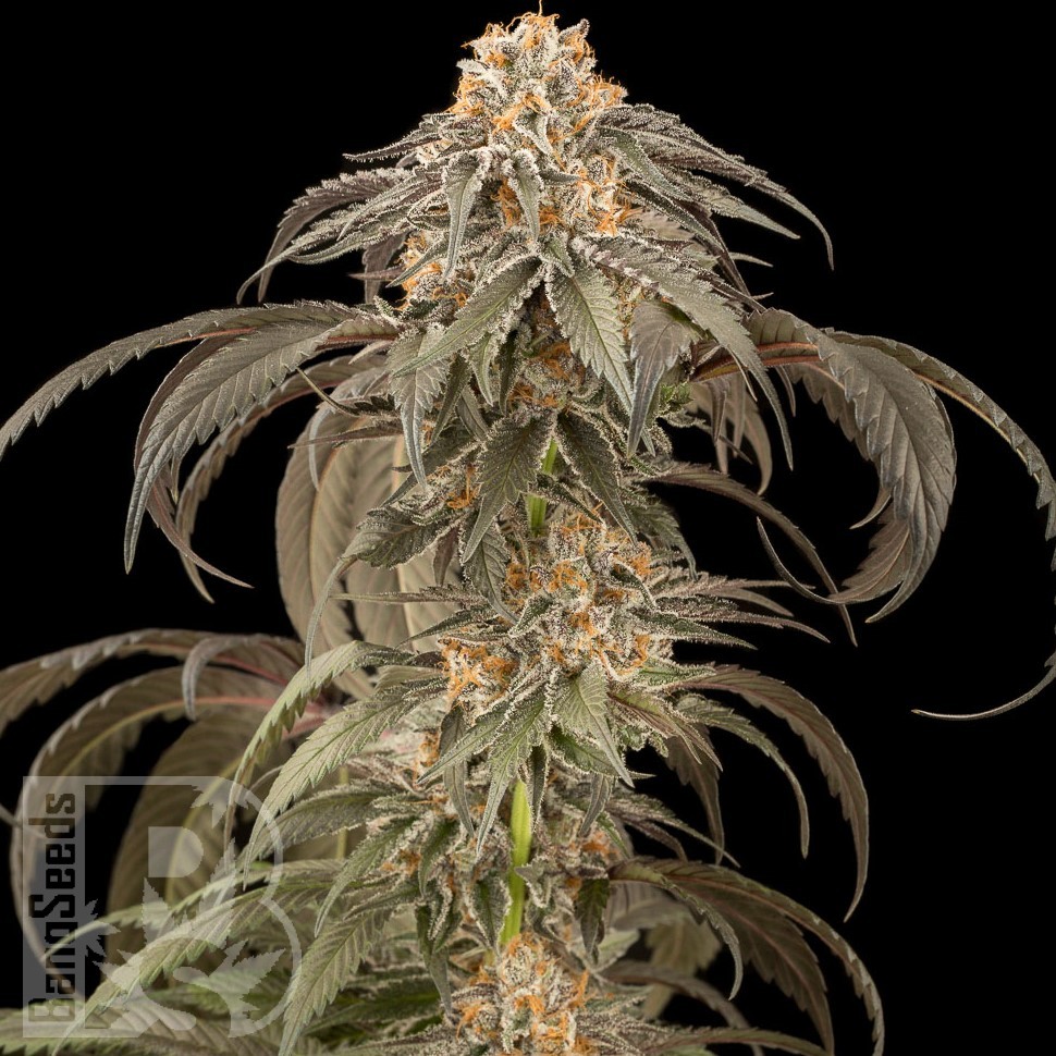 Семена конопли  Afghan Kush feminised Ganja Seeds