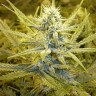 Семена марихуаны Auto Cream Caramel feminised Ganja Seeds