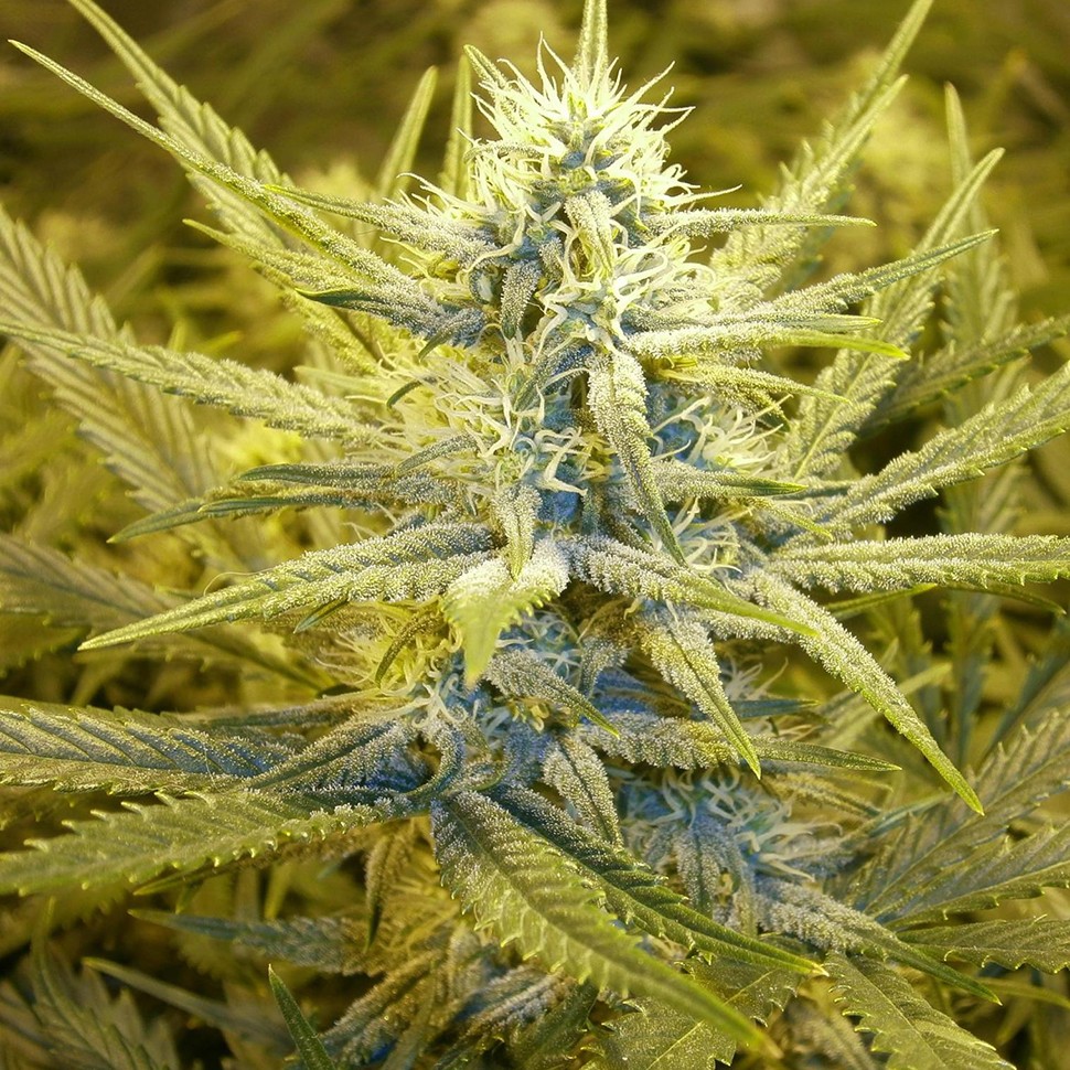 Семена марихуаны  Auto Cream Caramel feminised Ganja Seeds