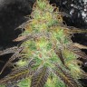 Семена марихуаны  Auto Cream Caramel feminised Ganja Seeds