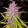 Семена марихуаны  Auto Cream Caramel feminised Ganja Seeds