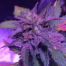 Семена марихуаны  Pure Kush feminised Ganja Seeds