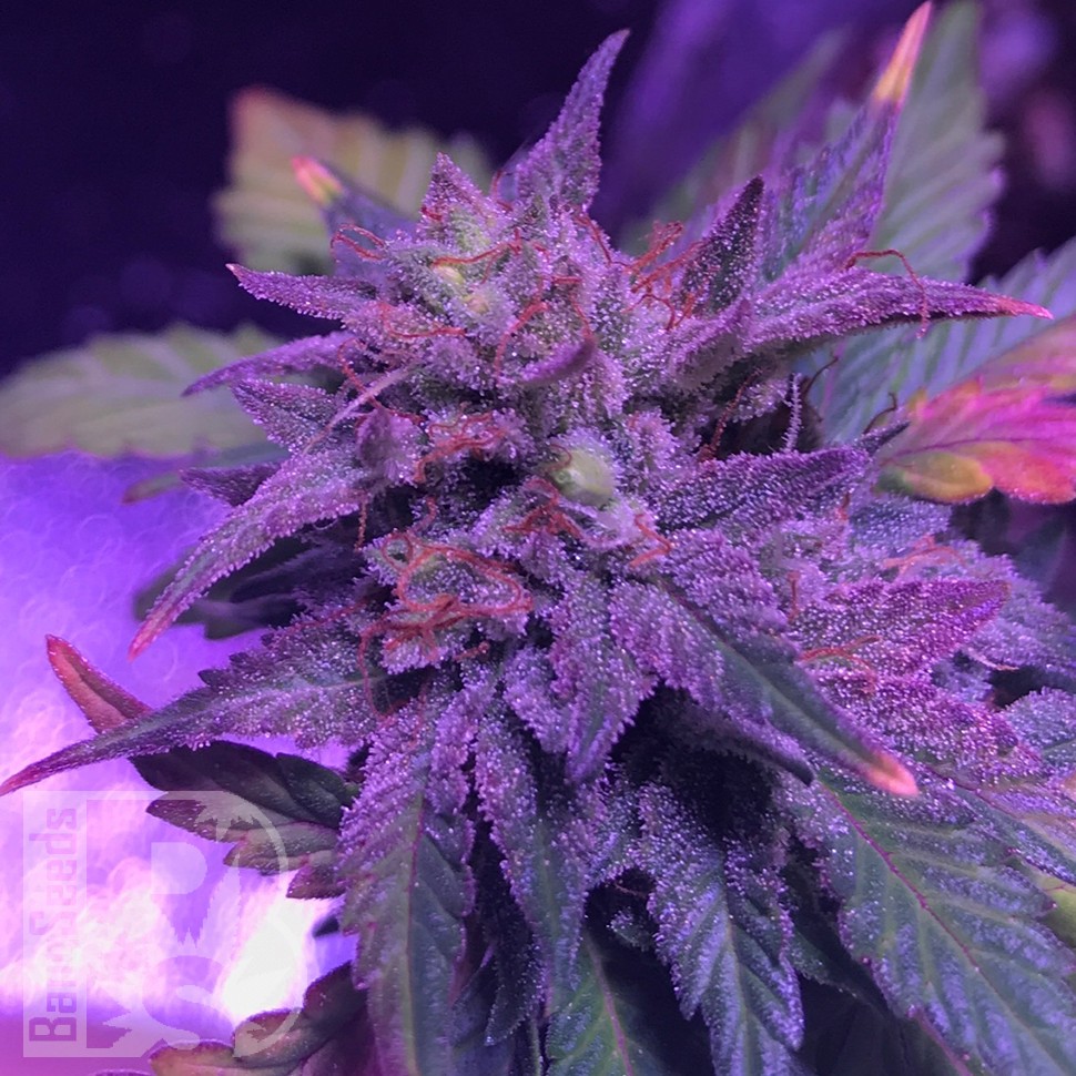 Семена марихуаны  Pure Kush feminised Ganja Seeds