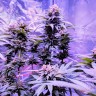 Семена марихуаны  Pure Kush feminised Ganja Seeds