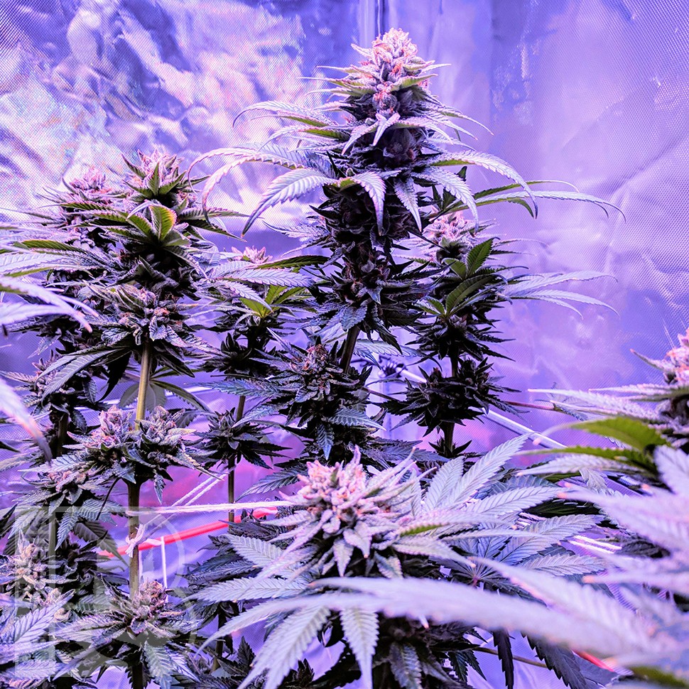 Семена марихуаны  Pure Kush feminised Ganja Seeds