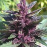 Семена марихуаны  Pure Kush feminised Ganja Seeds