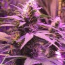 Семена марихуаны  Pure Kush feminised Ganja Seeds