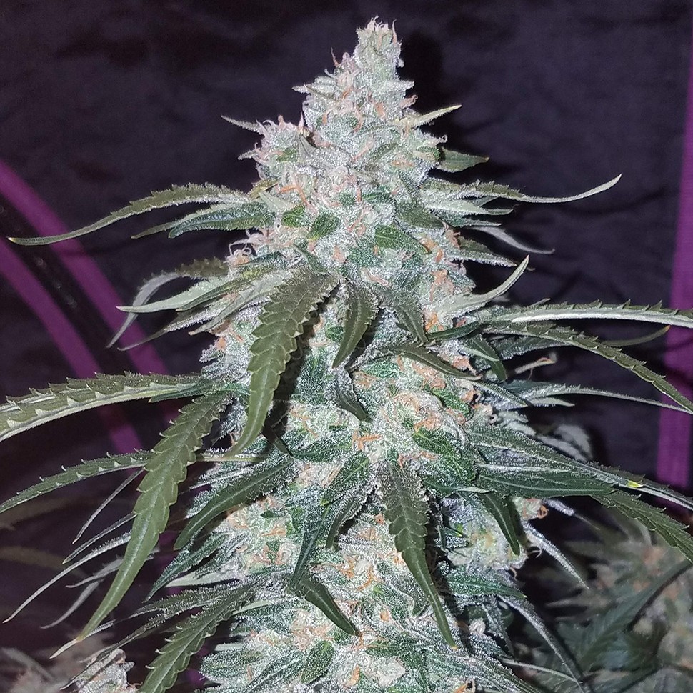 Семена марихуаны  Auto Fast Bud feminised Ganja Seeds