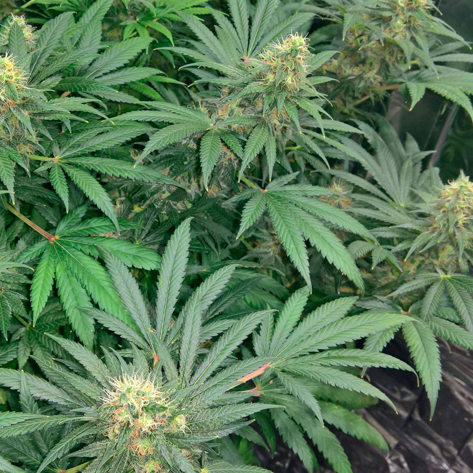 Семена конопли  Early Skunk regular Ganja Seeds