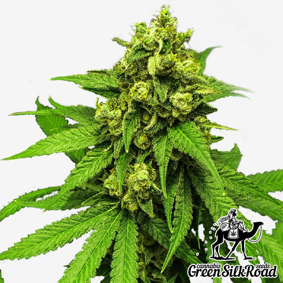 Семена каннабиса  Northern Lights feminised Green Silk Road Seeds