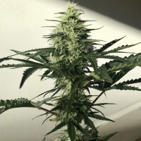 Auto Afghan Kush feminised Ganja Seeds