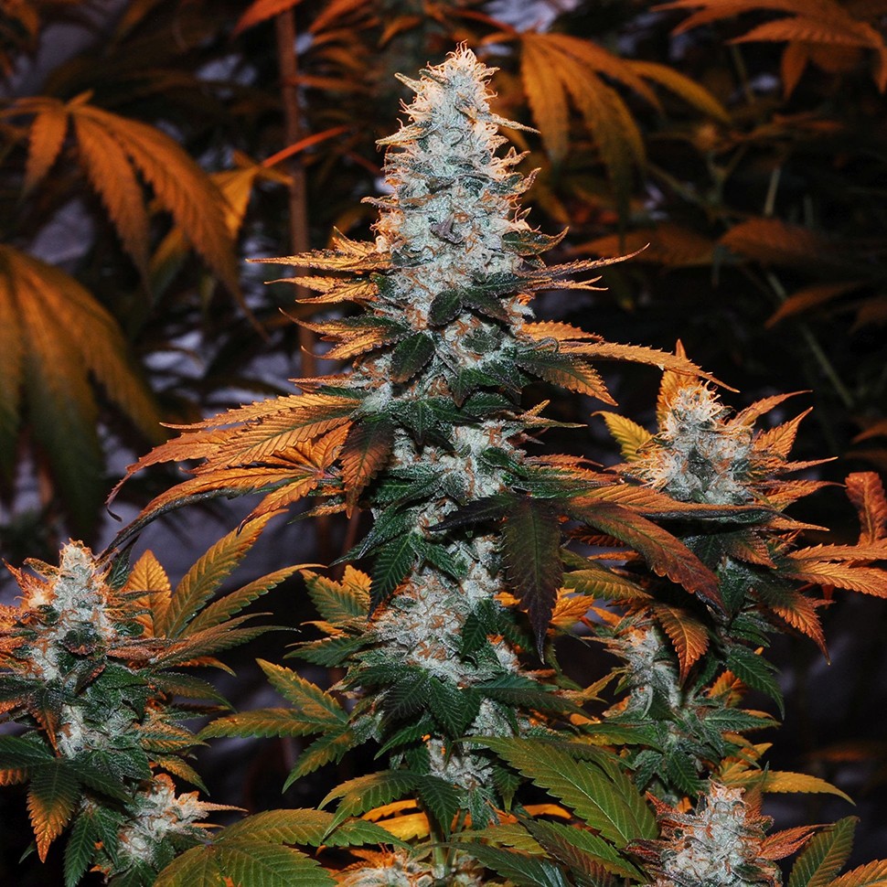 Семена конопли  Auto Cream Mandarine feminised Ganja Seeds