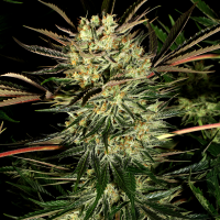 Pure Power Plant feminised Ganja Seeds