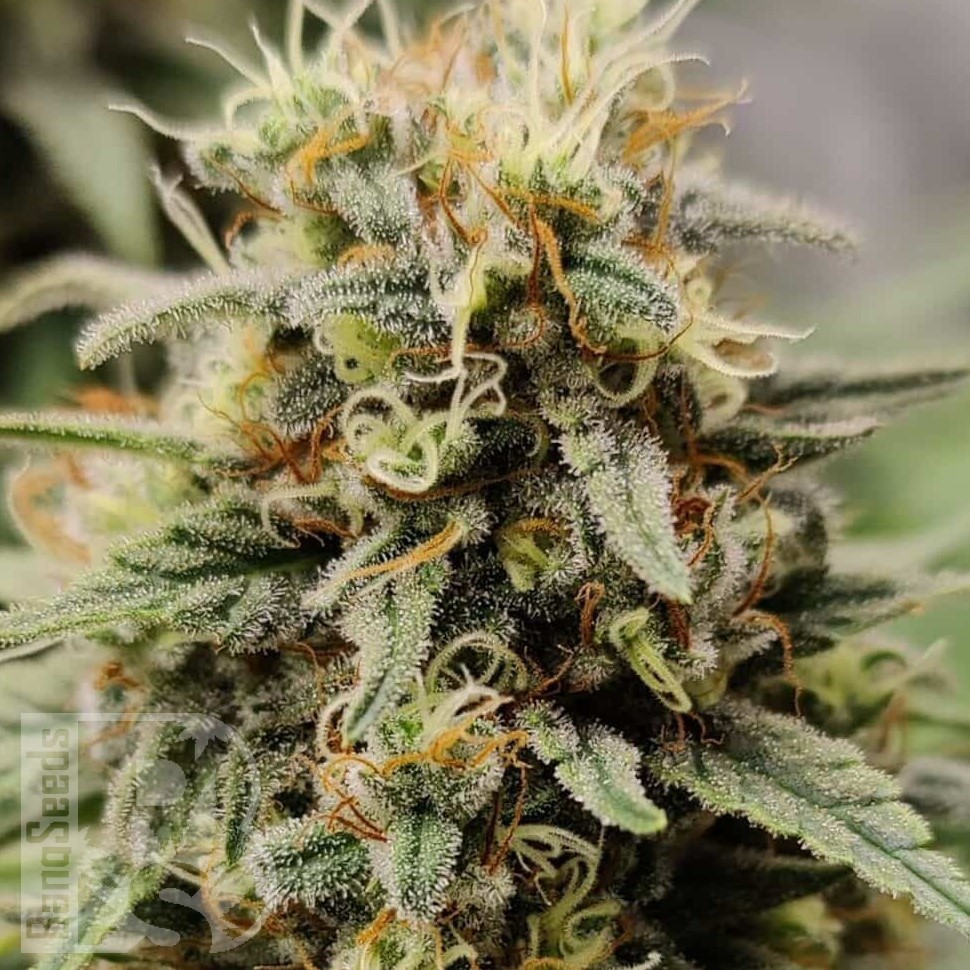 Семена конопли  G13 Haze regular Ganja Seeds