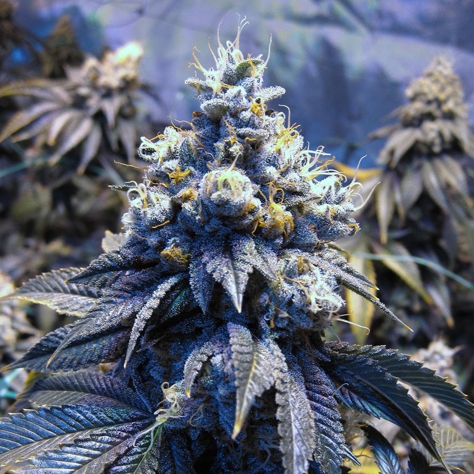 Семена конопли  Auto Sinevir regular Ganja Seeds