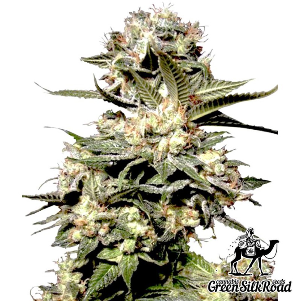 Семена марихуаны  Somango feminised Green Silk Road Seeds