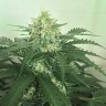 семена конопли f1 в оригинальной упаковке Auto Super Extra Skunk feminised Victory Seeds