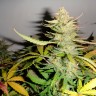 семена конопли Auto Afghani №1 feminised Ganja Seeds