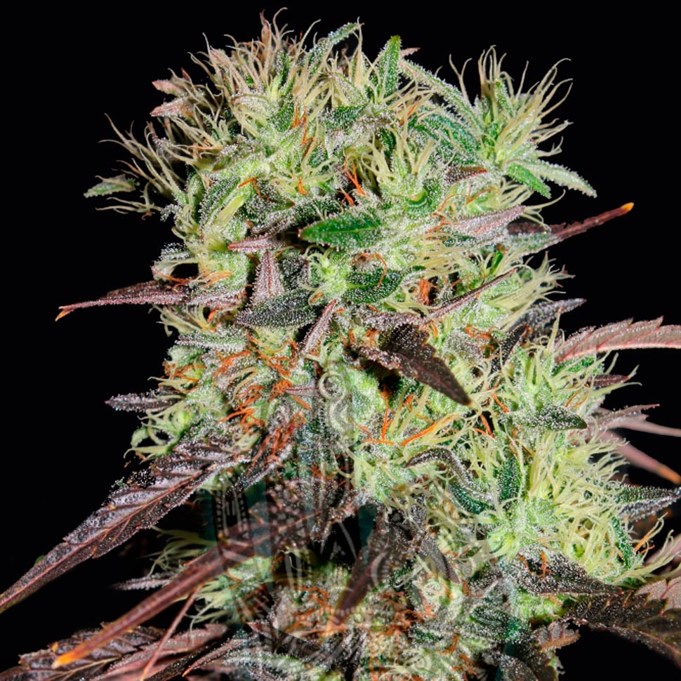 качественные семена конопли Auto Afghani №1 feminised Ganja Seeds