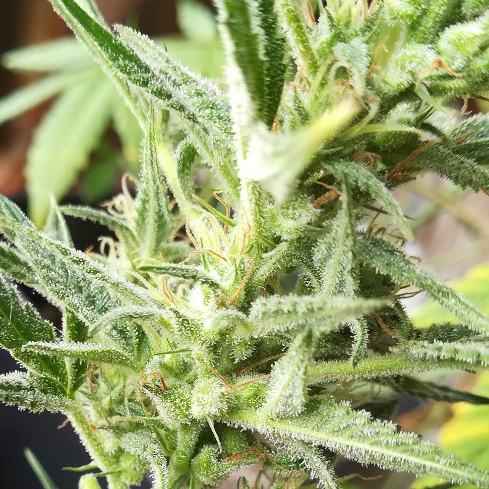 Семена марихуаны  Auto Mandarine XXL feminised Ganja Seeds
