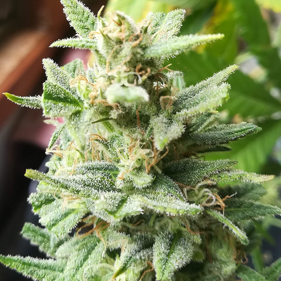 Семена каннабиса Auto Mandarine XXL feminised Ganja Seeds