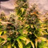 Семена марихуаны  Auto Mandarine XXL feminised Ganja Seeds