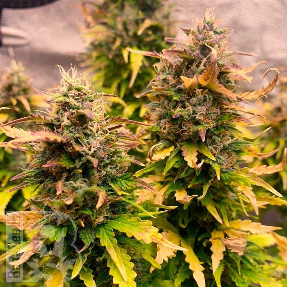 Семена марихуаны  Auto Mandarine XXL feminised Ganja Seeds