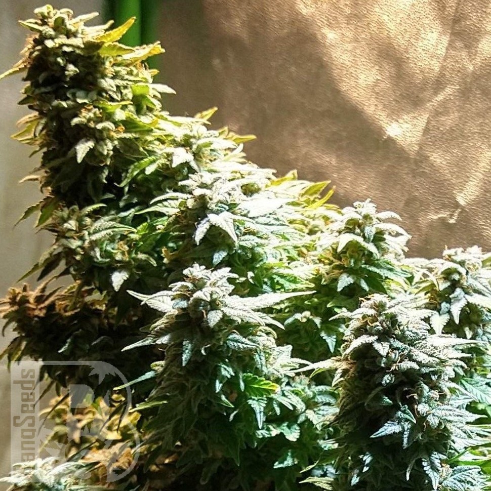 Семена марихуаны  Auto Mandarine XXL feminised Ganja Seeds