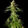 Семена марихуаны  Auto Mandarine XXL feminised Ganja Seeds
