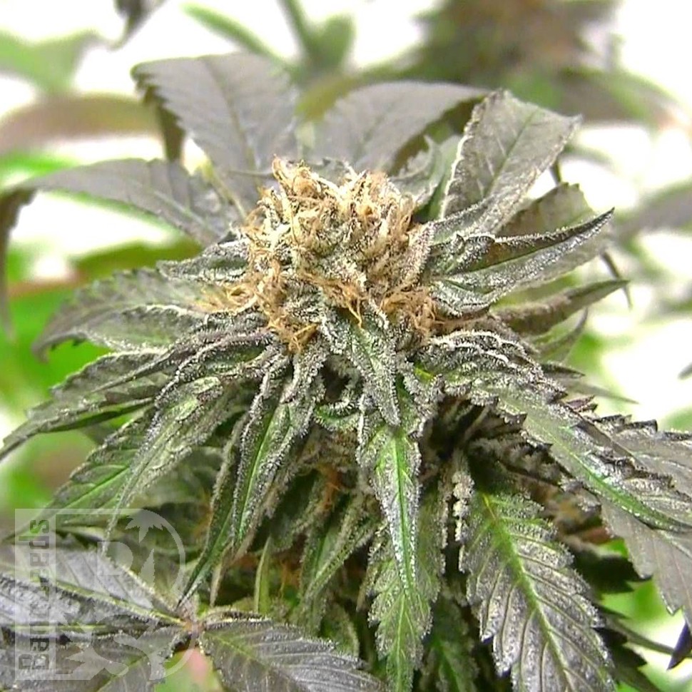 Семена  Purple Kush feminised Ganja Seeds