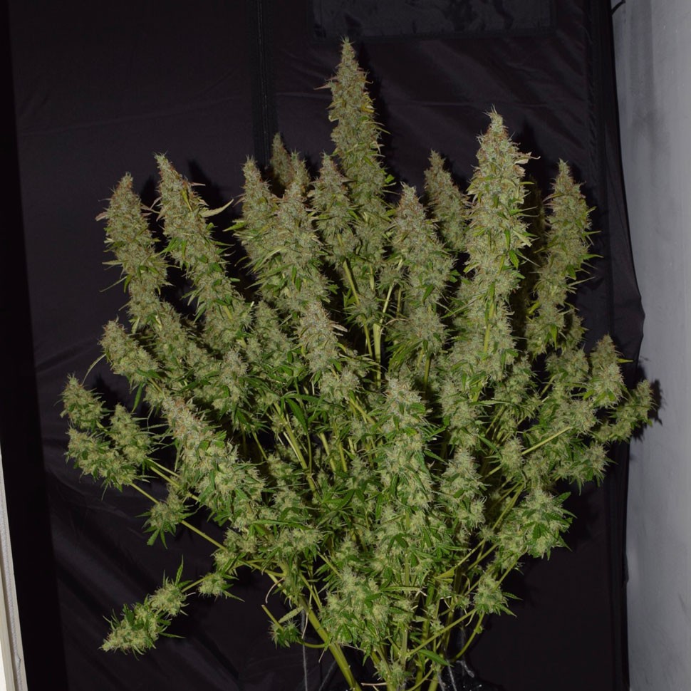 Семена  Auto Big Bud feminised Ganja Seeds