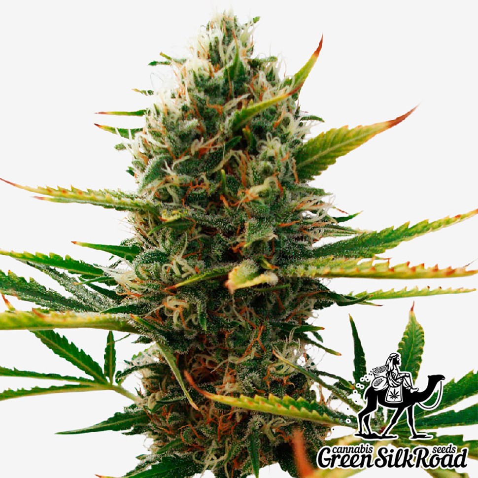 Семена  Super Skunk feminised Green Silk Road Seeds