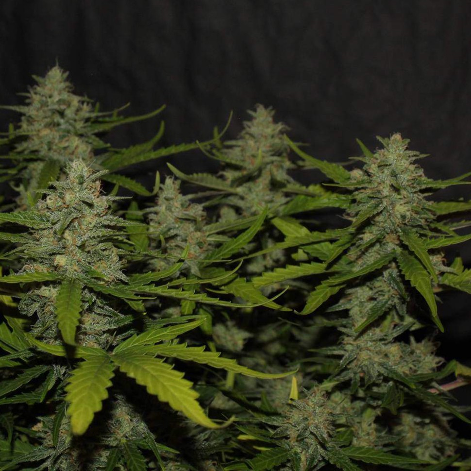 Семена  Auto Super Mazar feminised Victory Seeds